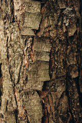 A vertical close-up highlighting the rugged, weathered texture of tree bark with deep grooves, cracks, and flaky layers in varying shades of brown and gray, perfect as a natural background.
