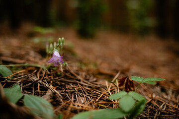 A delicate purple bellflower and buds growing on the forest floor, contrasting with the bed of brown pine needles and green leaves, captured with shallow depth of field.

