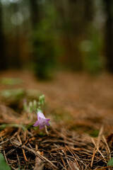A single, delicate purple bellflower blooming low to the ground on a bed of dry pine needles and forest debris with a soft-focus green and brown background, highlighting nature's resilience.

