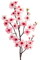 Obraz premium Pink flowers bloom on a slender branch