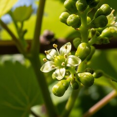 Grapevine Blossom Close-Up - A Delicate Display of Natures Beauty.