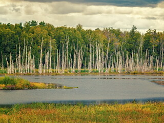 Landscape with a Lake and Dead Birch Trees