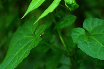 Tiny Ladybug or Insect on a Large Heart-Shaped Green Leaf in Nature
