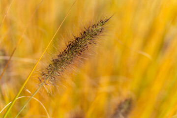 Grass seed head macro. A single grass seed head stands out against a golden blurred background. The photo captures autumns natural textures.