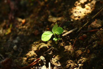 Tiny Green Seedling Sprouting from Dark Earth Illuminated by a Beam of Sunlight

