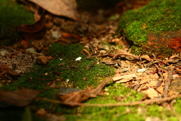 Macro View of Green Moss and Fallen Leaves on Forest Floor


