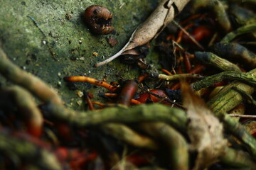 Close-up of Tangled Tree Roots and Dead Leaves on Forest Floor

