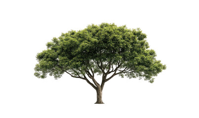 Broad tree with dense green canopy against black void