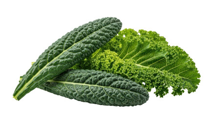 Fresh Dark Green Lacinato Kale Leaves With Textured Bumpy Surface Isolated on Transparent Background