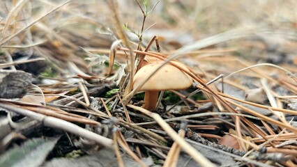 mushrooms in the grass