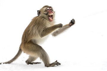 Monkey is standing on snow and laughing