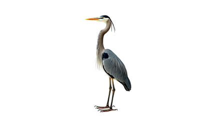 Fototapeta premium Great Blue Heron standing tall in profile view, isolated on a transparent background. Full body portrait of a majestic wild bird