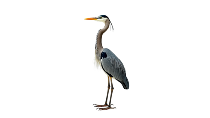 Great Blue Heron standing tall in profile view, isolated on a transparent background. Full body portrait of a majestic wild bird