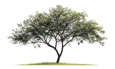Fototapeta premium Solitary tree with dense green leaves against black background
