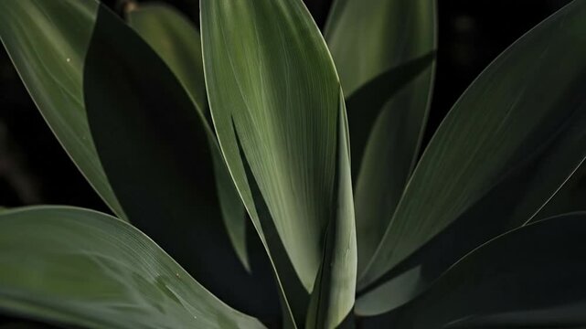 This captivating close-up video showcases the vibrant green foliage of a lush botanical plant, highlighting the intricate natural textures and graceful curves of its broad leaves. Sunlight gently illu