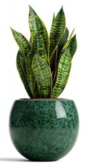 Snake plant in teal pot, vibrant foliage