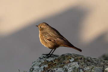 Phoenicurus ochruros bird in its natural environment