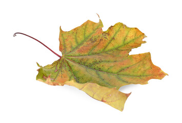 One dry maple leaf isolated on white. Autumn season