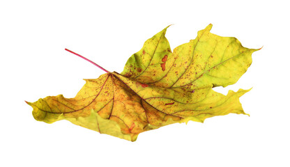 One dry maple leaf isolated on white. Autumn season