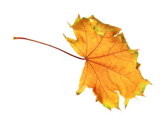 One dry maple leaf isolated on white. Autumn season