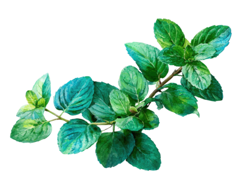 Vivid illustration of a sprig of mint with variegated green leaves, showcasing texture and depth