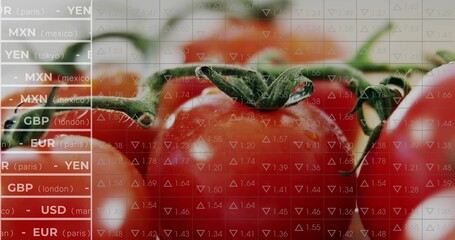 Displaying red tomato cluster on vine in studio, with transparent MXN YEN GBP USD EUR overlay