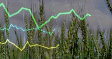 Showcasing lush wheat stalks dominating field, with translucent grid overlay and neon line graphs