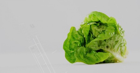 Resting fresh green lettuce head on smooth white tabletop, seamless light gray backdrop, copy space
