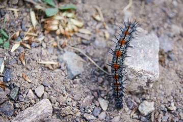 A woolly caterpillar. A grey fluffy larvae with orange spots and spiky protrusions on a rocky surface. For biology textbooks, nature documentaries, or environmental awareness campaigns