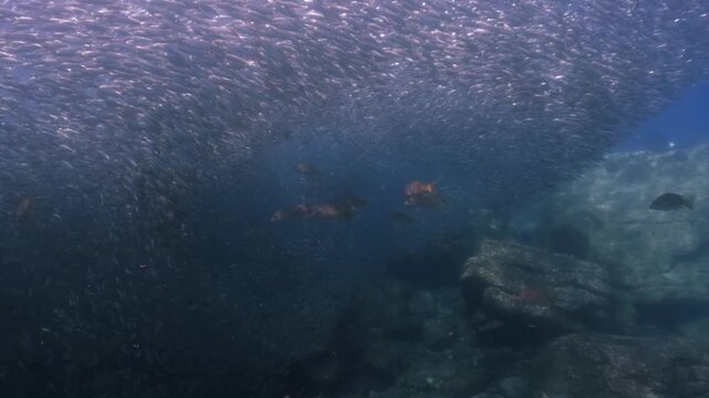 a massive school of sardines shimmering brilliantly beneath the sunlight. The silver fish move in perfect unison just below the ocean surface, creating a hypnotic, dance-like formation.