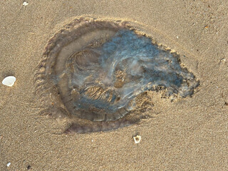 jellyfish on the beach