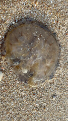 jellyfish on the beach