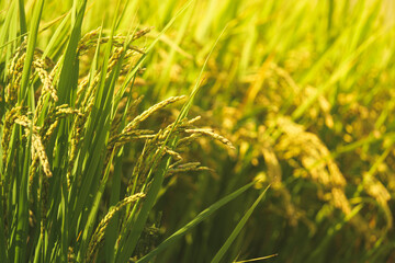 Autumn, rice swaying in the wind in the fields, harvest is near.	
