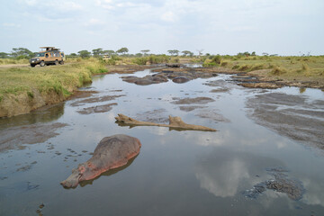 Africa, Tanzania, Segengeti, hippo watching