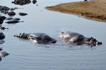 Fototapeta premium Africa, Tanzania, Segengeti, hippos chilling in water