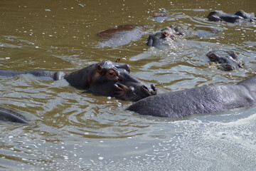 Fototapeta premium Africa, Tanzania, Segengeti, hippos in water, closeup