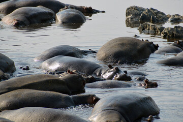 Fototapeta premium Africa, Tanzania, Segengeti, hippos' pool, closeup