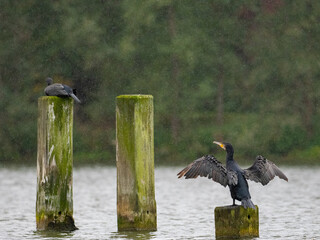 Kormoran im Regen