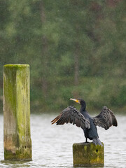 Kormoran im Regen