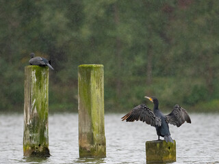 Kormoran im Regen