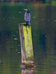 Ein Kormoran sitzt auf einem Holzstamm