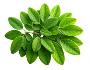  A fresh green moringa branch with clustered oval leaves in natur leaf veins and gentle lighting, clean composition with soft shadows, isolated on a transparent backgro