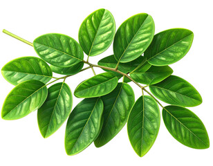 Fototapeta premium - A fresh green moringa branch with clustered oval leaves in natural formation, realistic botanical detail with visible leaf veins ansoft shadows, isolated on a transparent background