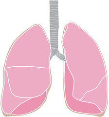 人体の肺