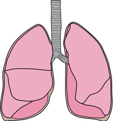 人体の肺