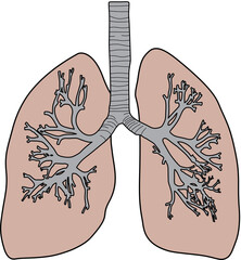 人体の肺