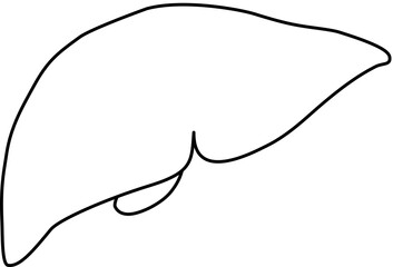 Fototapeta premium 人体の肝臓