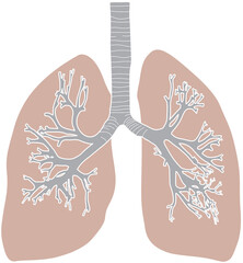 人体の肺