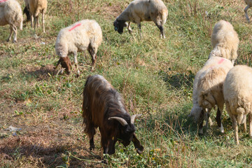 Herd of Goats and Sheep on a Green Pasture in Cyprus