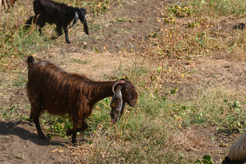 Cypriot Goats and Sheep Grazing at the Foot of the Mountains